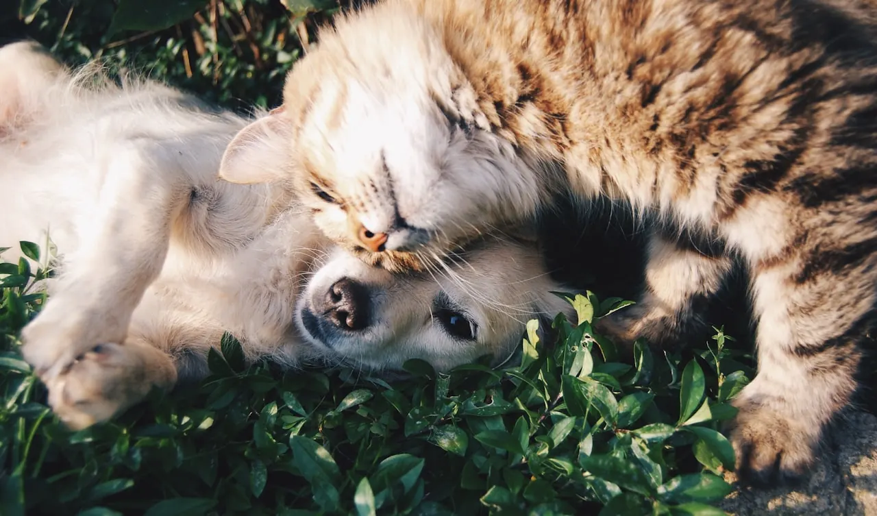 Cão e tutor — secção serviços
