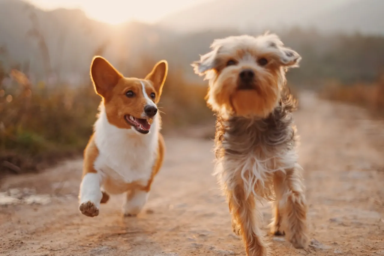 Cão em consulta — secção urgências